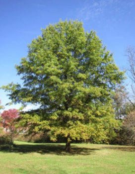 Willow oak