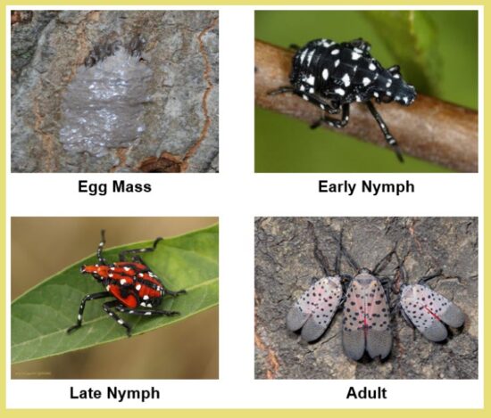 Stages of lanternfly development